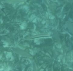 Halichoeres bivittatus