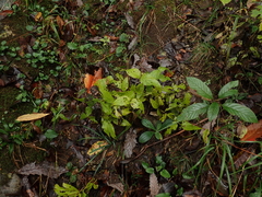 Spigelia marilandica