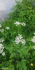 Anthriscus sylvestris