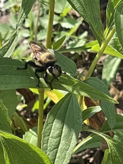 Laphria grossa