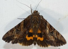 Catocala muliercula