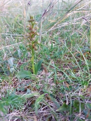 Dactylorhiza viridis