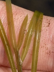 Potamogeton hillii