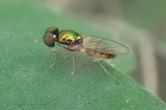 Cephalochrysa canadensis