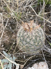 Echinomastus erectocentrus