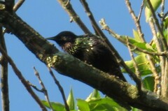 Sturnus vulgaris