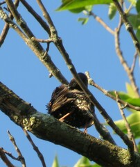 Sturnus vulgaris