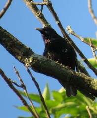Sturnus vulgaris