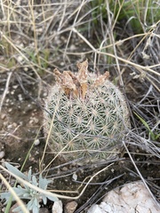 Echinomastus erectocentrus