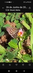 Lepidoptera