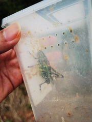 Gampsocleis sedakovii