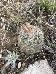 Echinomastus erectocentrus