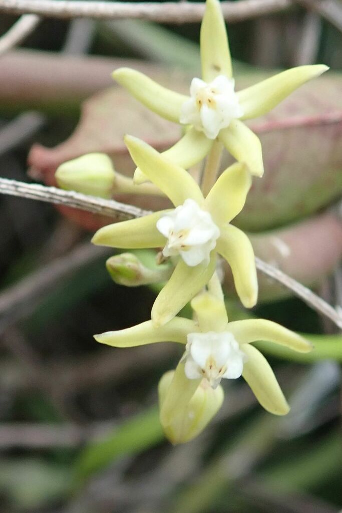 Caustic Vine From Skukuza, Kruger Park, 1350, South Africa On June 25 