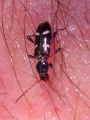 Phymatodes nitidus