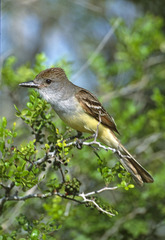 Brown-Crested Flycatcher photo 4