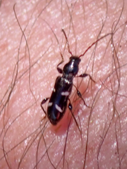 Phymatodes nitidus