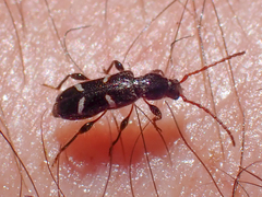 Phymatodes nitidus
