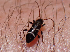 Phymatodes nitidus