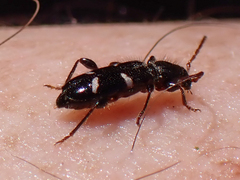 Phymatodes nitidus