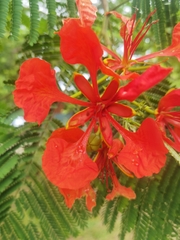 Delonix regia image