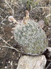 Echinomastus erectocentrus