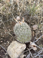 Echinomastus erectocentrus