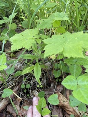 Aconitum alboviolaceum