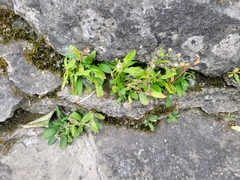 Erigeron philadelphicus provancheri