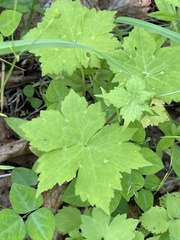 Aconitum alboviolaceum