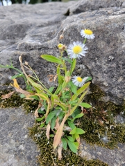 Erigeron philadelphicus provancheri