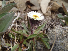 Erigeron humilis