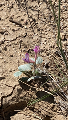 Astragalus chamaeleuce