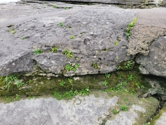 Erigeron philadelphicus provancheri