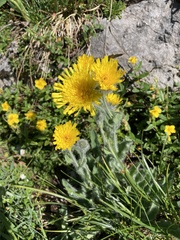 Hieracium villosum