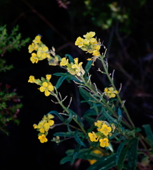 Erysimum nevadense, photograph (c) desertnaturalist, some rights reserved (CC BY)