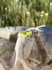 Melanoplus packardii
