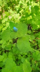 Hoplia coerulea