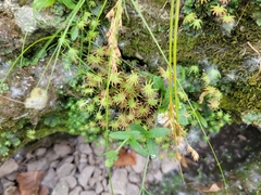 Marchantia polymorpha ruderalis
