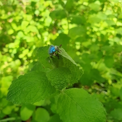 Hoplia coerulea