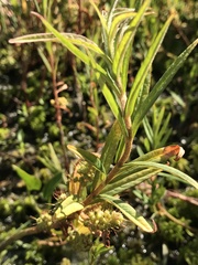 Lysimachia thyrsiflora