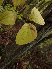 Philadelphus hirsutus