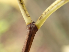 Philadelphus hirsutus