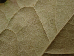 Philadelphus hirsutus