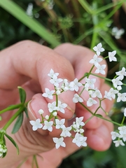 Galium elongatum