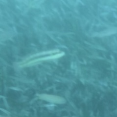 Halichoeres bivittatus