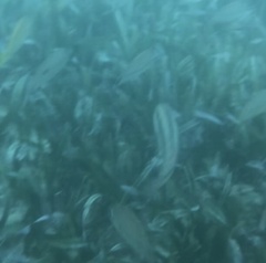 Halichoeres bivittatus