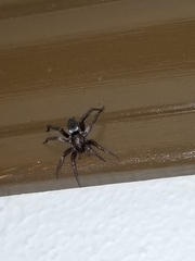 Gnaphosidae