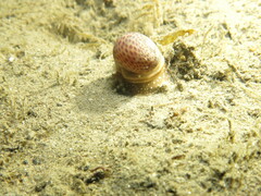 Naticarius stercusmuscarum