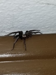 Gnaphosidae