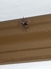 Gnaphosidae